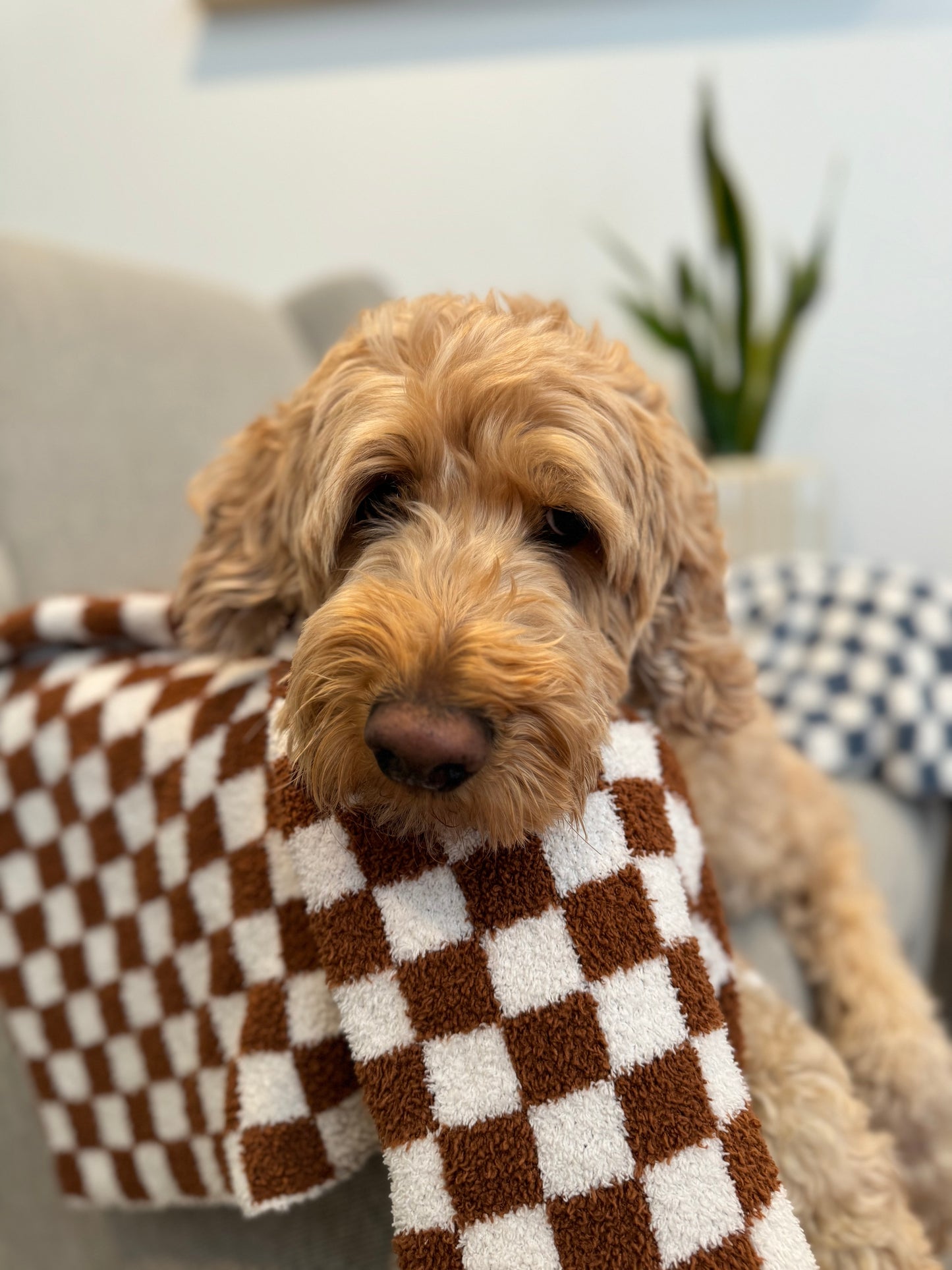 Baby "Dragger" Blanket