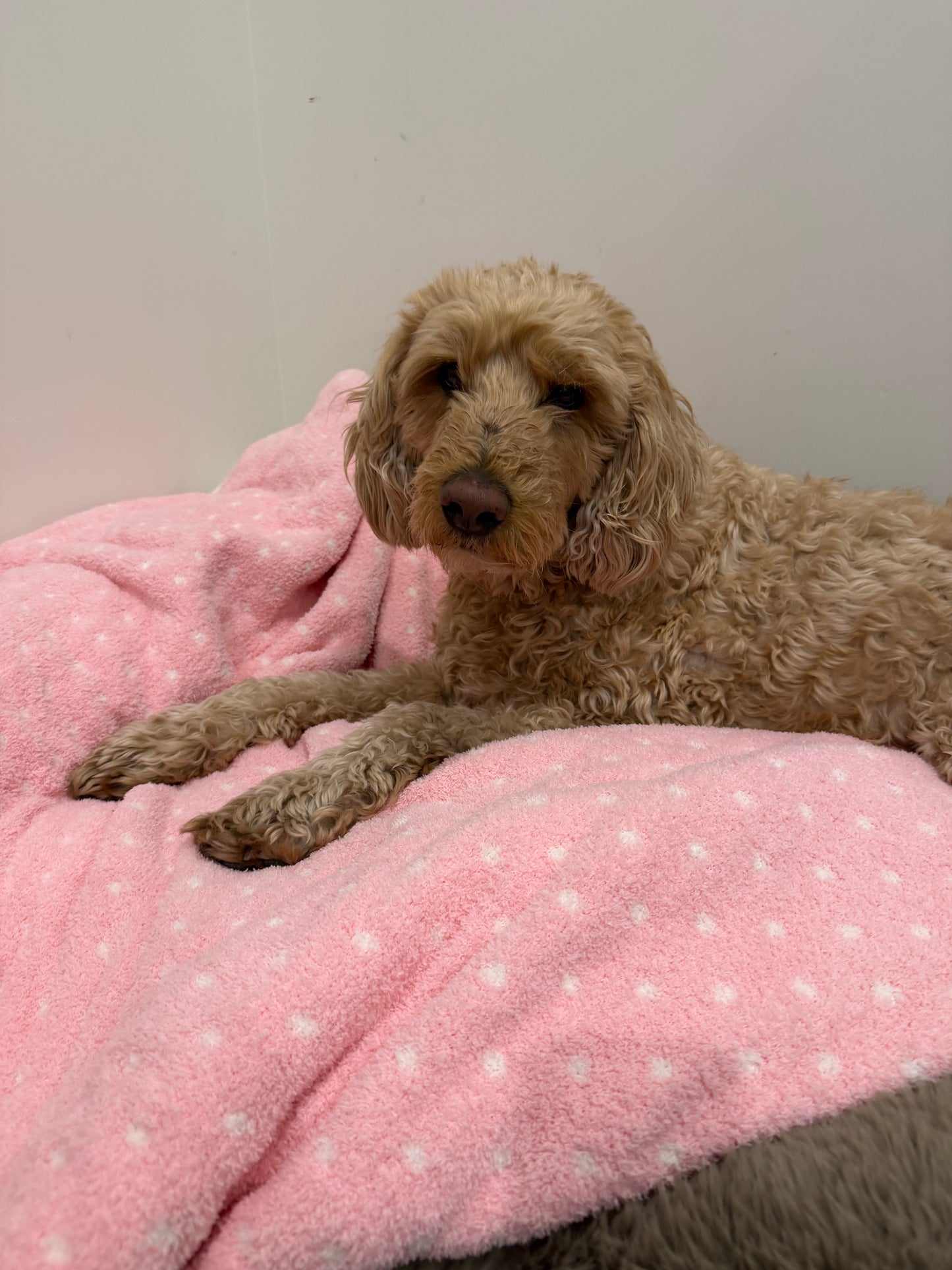 Adult "Cuddle" Blanket